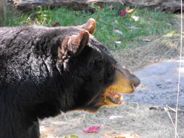 Black Bear at Ecomuseum in Montreal