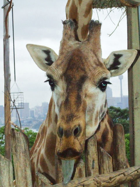 Giraffe at Taronga Park Zoo, Sydney - with  merge of curves, shadows and highlights and apply image