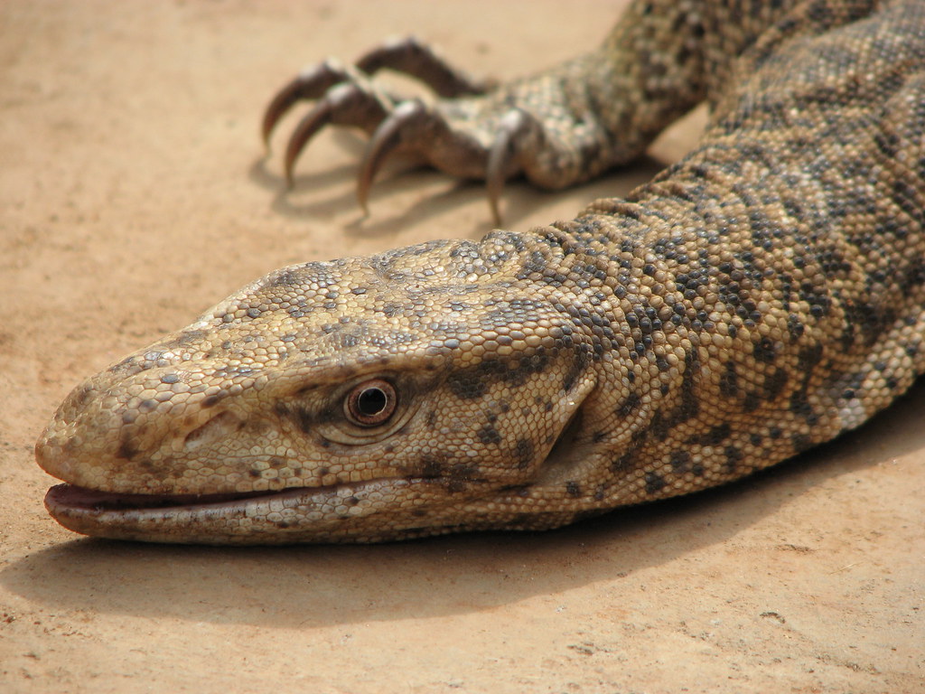 IMG_0514 | guess!!! it eat snakes | nihar majhi | Flickr