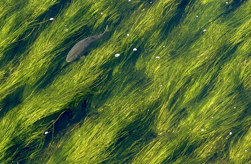 windsorlocks connecticut river rivergrass connecticutriver carp fish d200 morning sunlight green nikkor105mmvrmicro plants