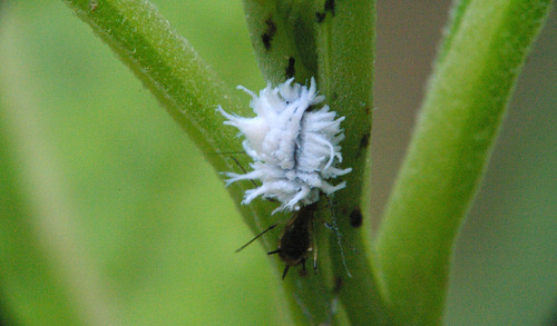 white ghost attacks | by egthompeg