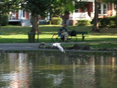 Parc Outremont - Goéland - Gull