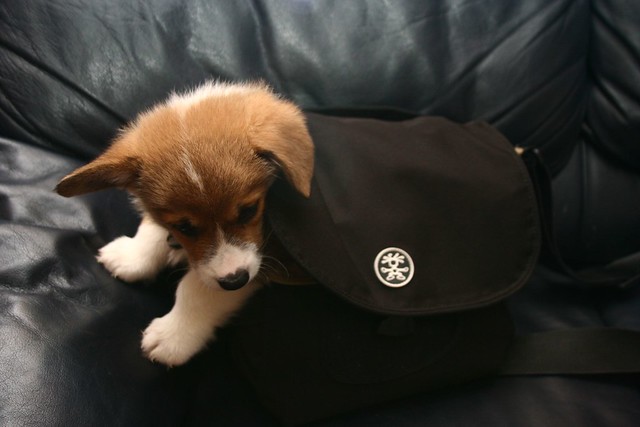 Doggie bag