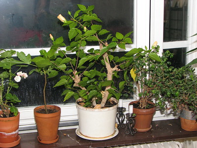 植物
shokubutsu