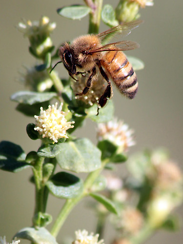 flower macro bee honey