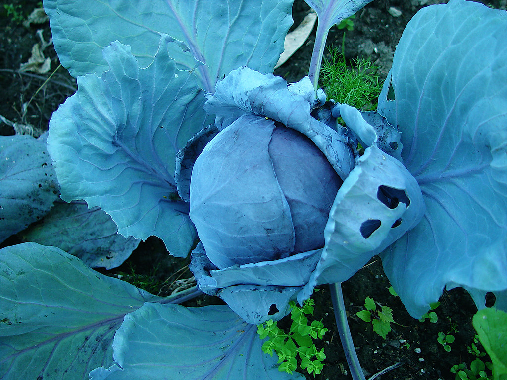 Rotkohl (Red Cabbage)
