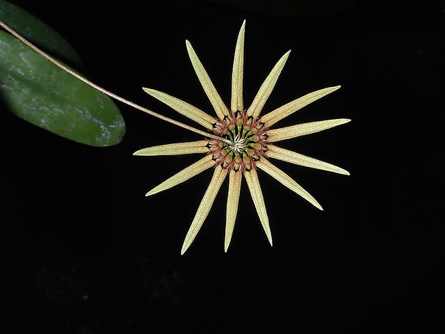 Cirrhopetalum serratatruncatum