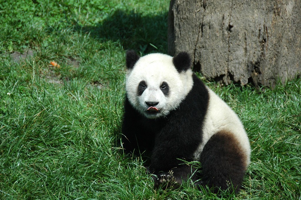 パンダパンダ Young Giant Panda | China Conservation & Research Center for… | Flickr