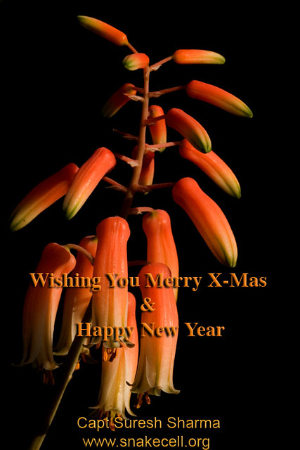 Merry X-Mas & Happy New Year Wishes