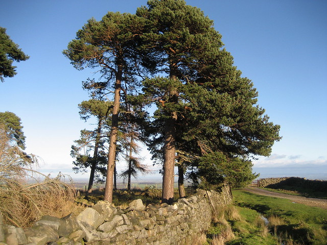 Scots Pine near Ellingstring