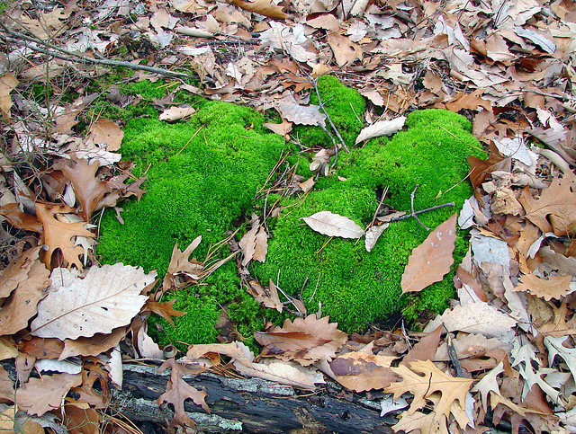 Moss On a Log