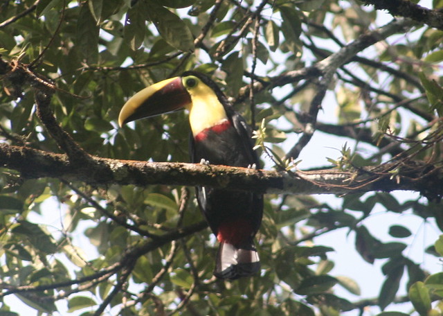 Black-mandibled Toucan (Ramphastos ambiguus)