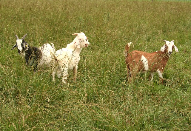 Three goats billy gruff