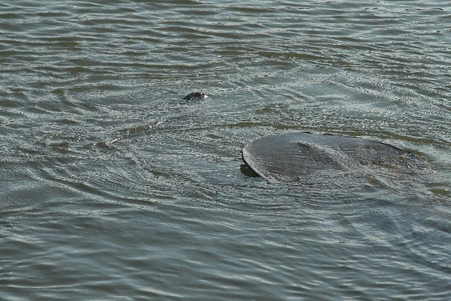 Two Manatees