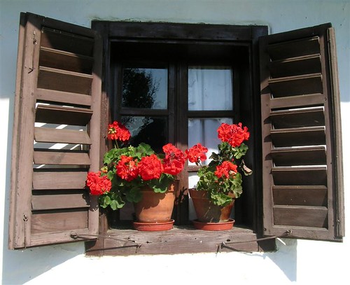 Pelargonium in the window by elisabatiz