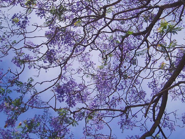 Napier Tree Sky