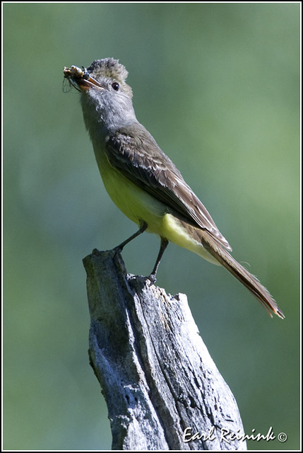 Flycatcher (Great Crested) - 0010