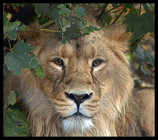 Chester Zoo's Asiatic Lion