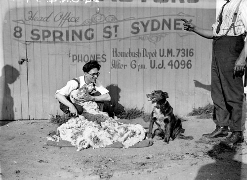 Sheep shearing demonstration - R.A. Rooney, shearing contractors (head office: 8 Spring Street, Sydney), c. 1930s, by Sam Hood | by State Library of NSW