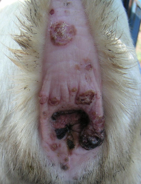 Sore mouth lesions on goat