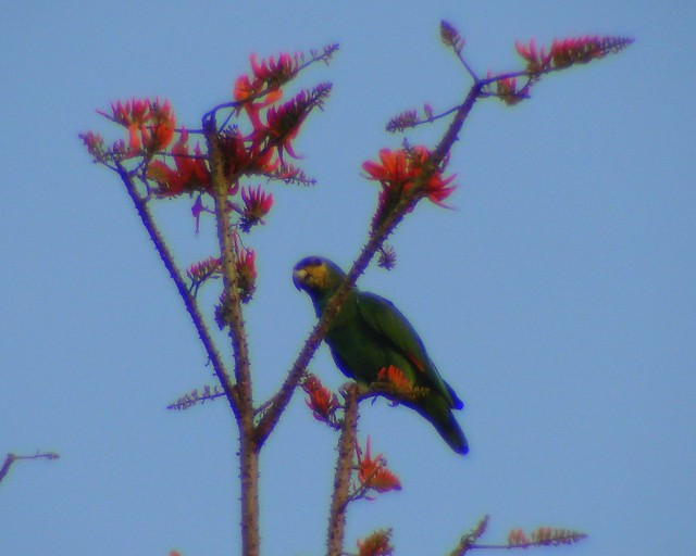 Loro Guaro [Orange-winged Parrot] (Amazona amazonica)