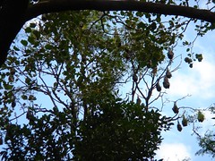 Bats hanging from a tree - Royal Botanic Gardens