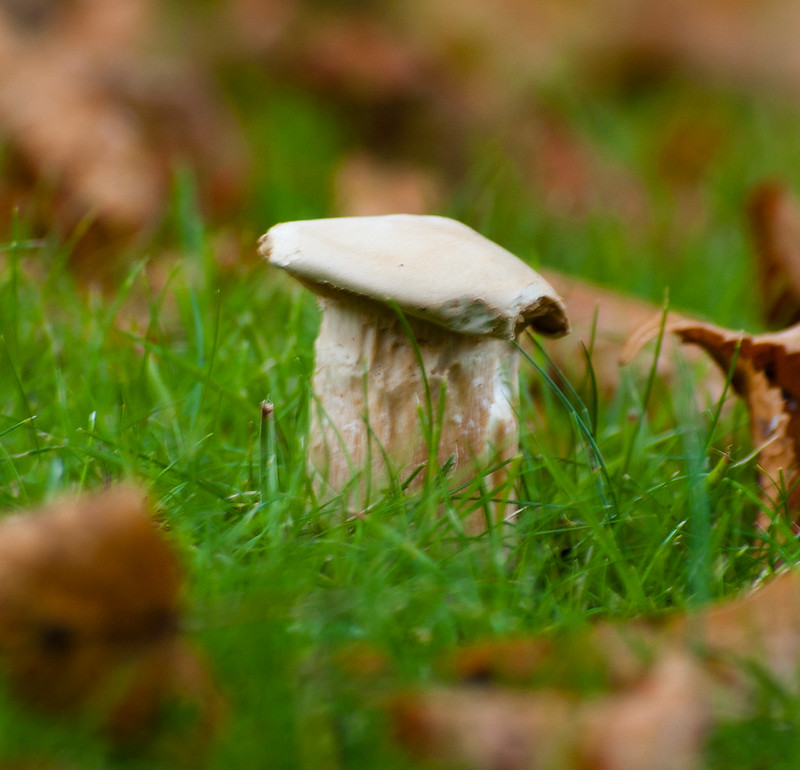 Misproportioned mushroom