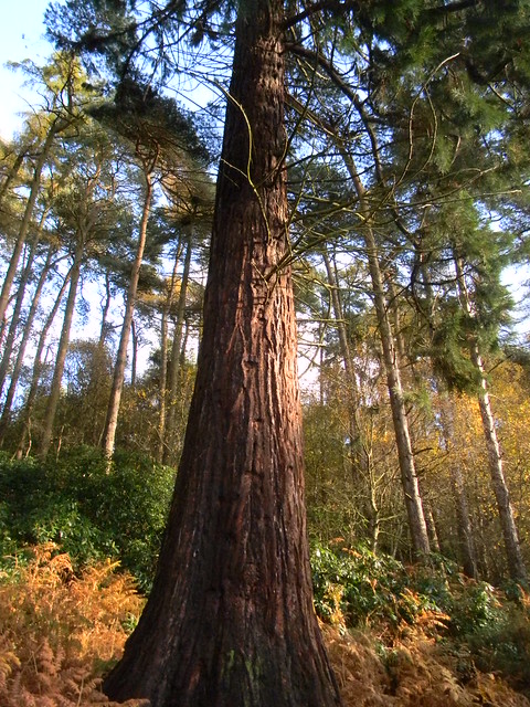 Among the Hertfordshire redwoods... Sequoia in Back Wood near Bow Brickhill. Bow Brickhill to Leighton Buzzard