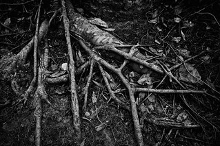 Roots | The roots of a tree at Liberty Park | Cliff Johnson | Flickr