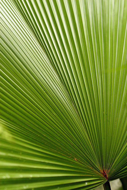 Close-up of a fern leaf