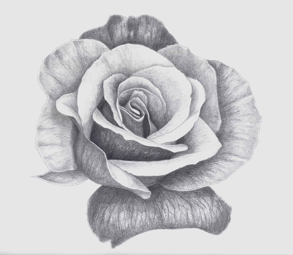 How to Draw a Rose: Learn to Draw Rose Pencil Drawings — Art is Fun-saigonsouth.com.vn