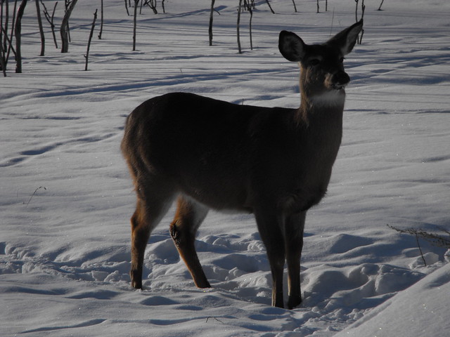 White tail Deer at Parc National des îles de Boucherville
