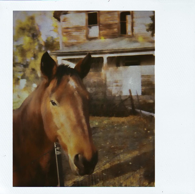 horse at abandoned farm
