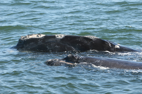 Callosity Patterns Callosity on mother and calf | The callosity pattern grows t… | Flickr