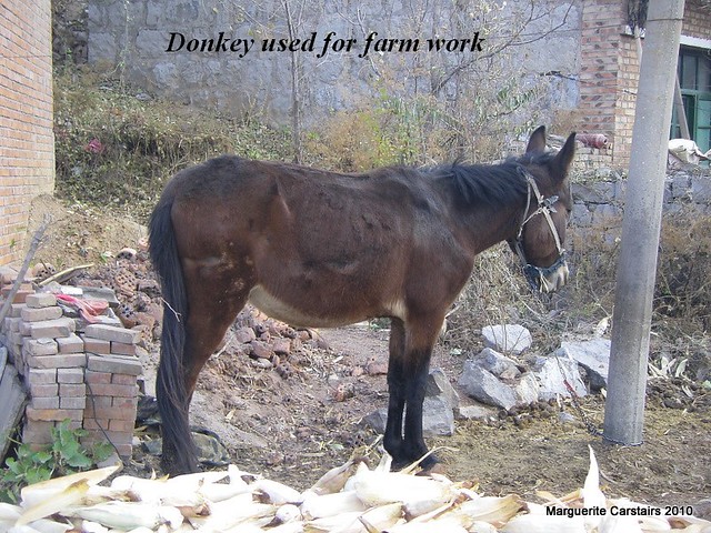 Donkey worker