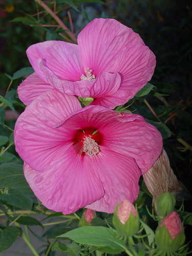 Two Pink Hardy Hibiscus | wht_wolf9653 | Flickr