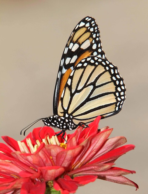 Monarch, female (Danaus plexippus)