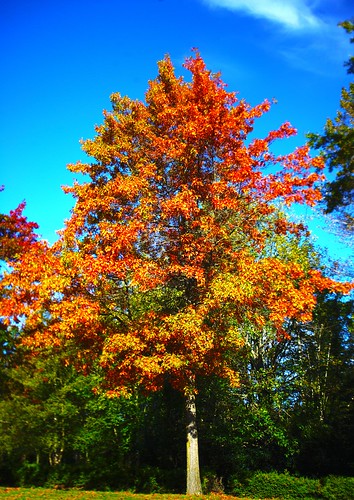 fall colors tree 2_HDR | Evergreen Photography | Flickr