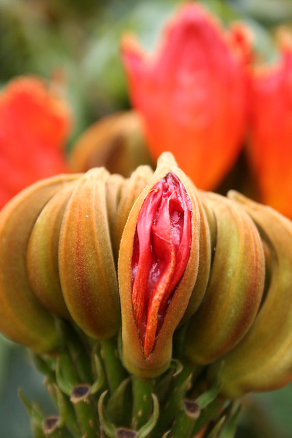 Uma série com Flores da Lanterneira, Tulipa Africana - A series with the African Tulip Tree's Flowers (Spathodea campanulata) 27 347