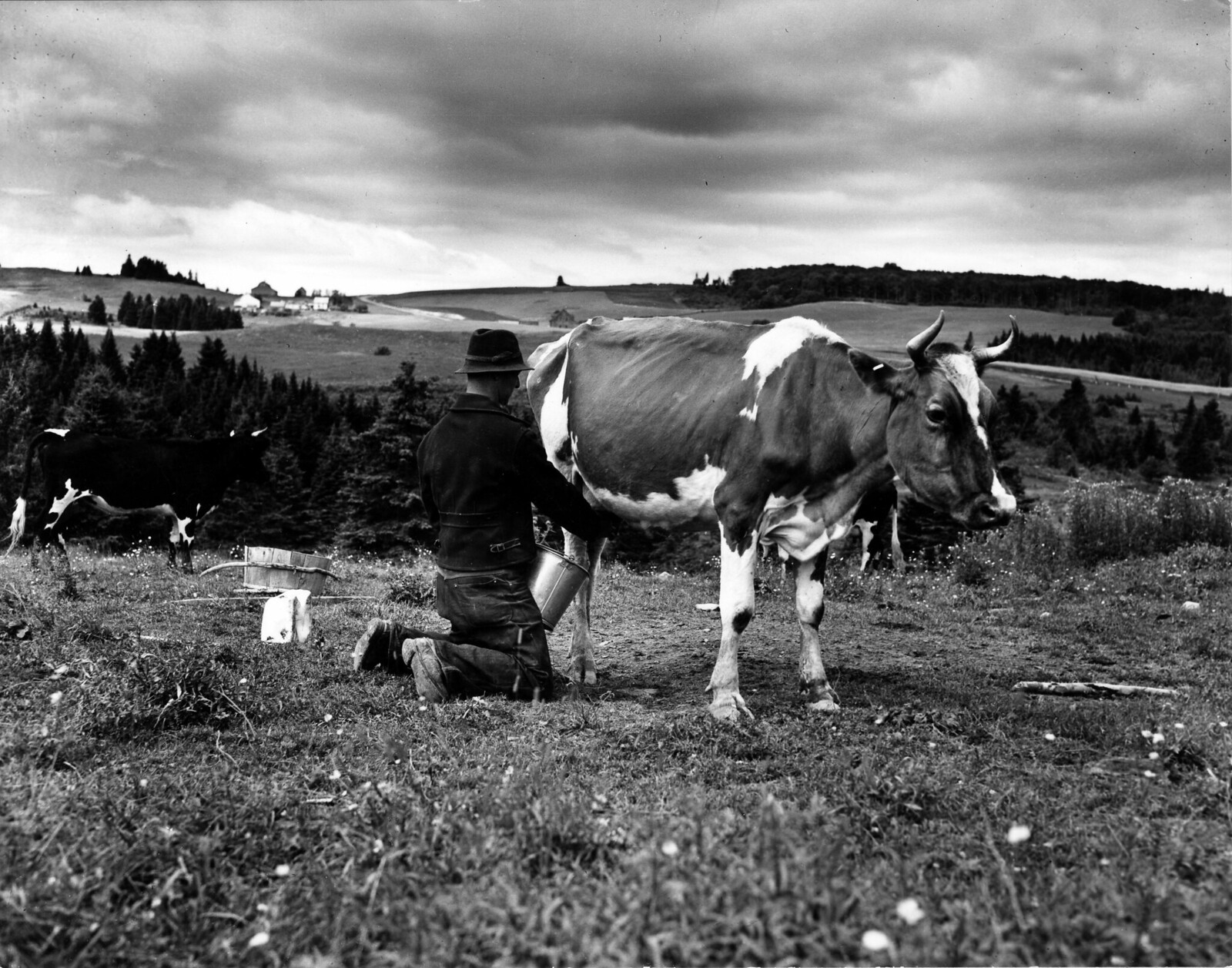 Leonard Gagnon milking his cows in the open field