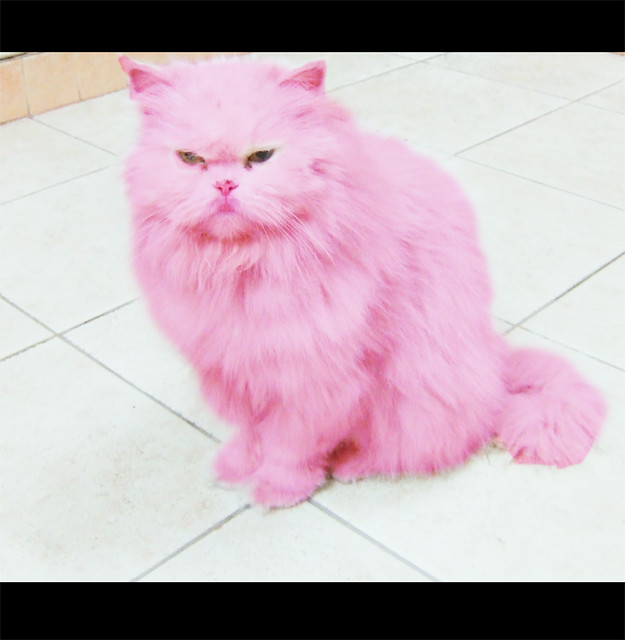 pink cat pink cat BAD BOY | Flickr