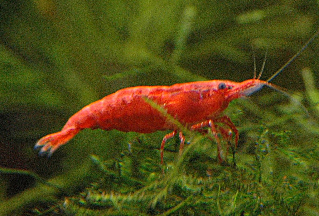 Image result for cherry shrimp