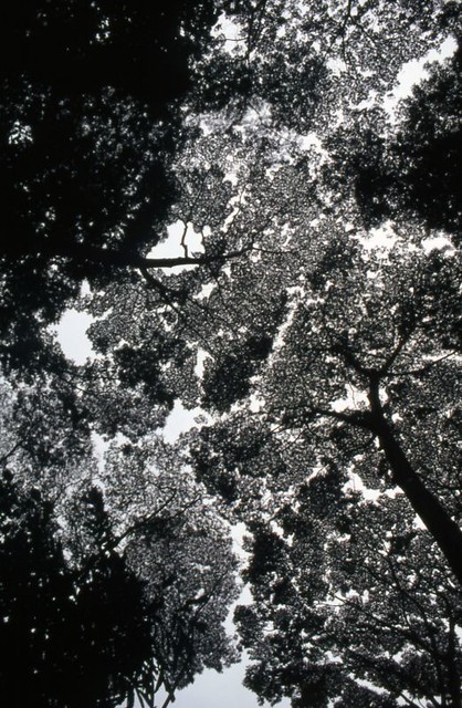 46. Rainforest canopy, Bukit Timah Nature Reserve