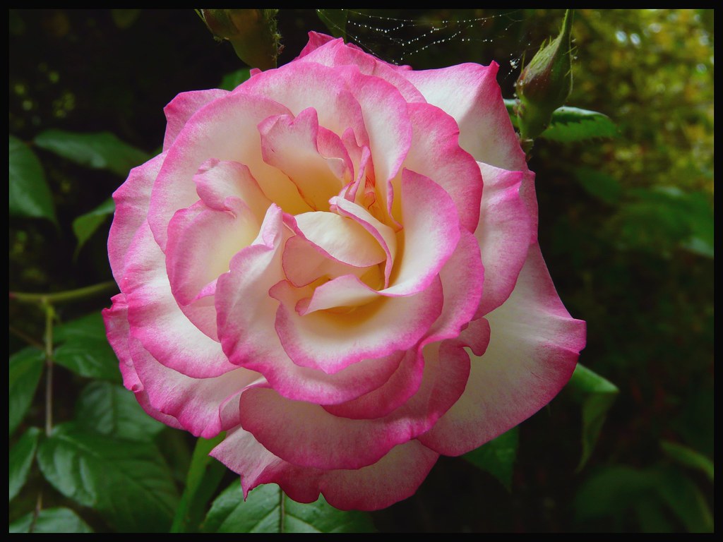 Handel | A climbing rose in my garden - Handel. June 2010. | freeedom1 ...