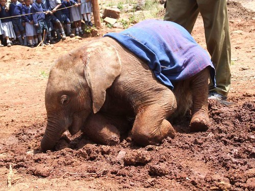 Sheldrick Elephant Orphanage -Nairobi
