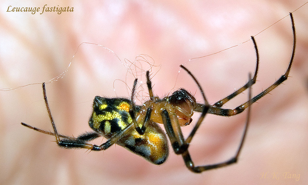 Pear-shaped Opadometa fastigata P2090844, This spider has t…