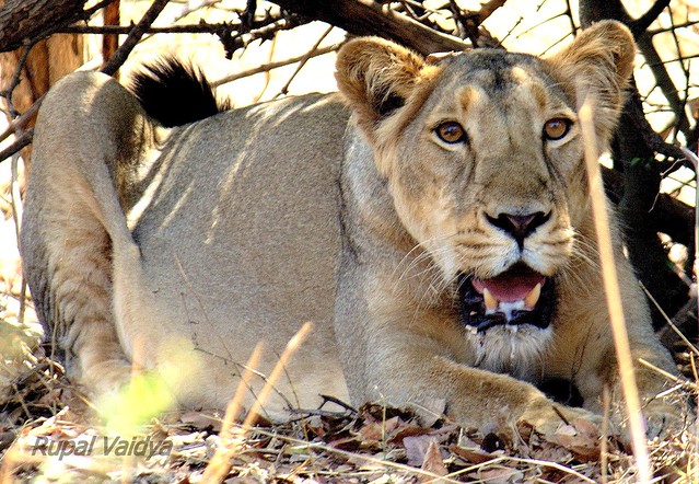 closeup lioness