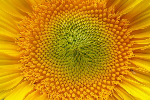 Macro of sun-flower