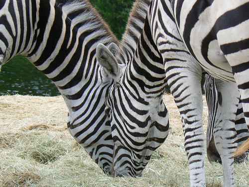 Zebras at Lion Country Safari