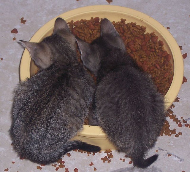Two Brothers Eating